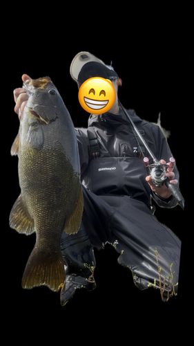 スモールマウスバスの釣果