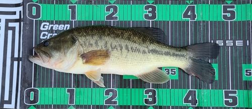 ブラックバスの釣果