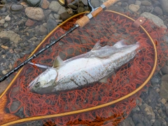 サツキマスの釣果
