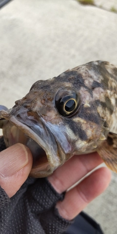 クロソイの釣果