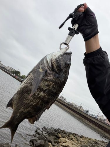 クロダイの釣果
