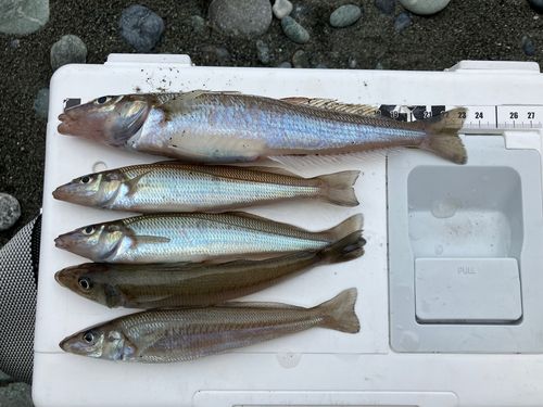 キスの釣果