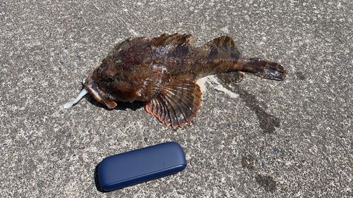 カジカの釣果