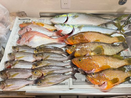 ヒラマサの釣果