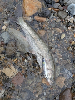 ウグイの釣果