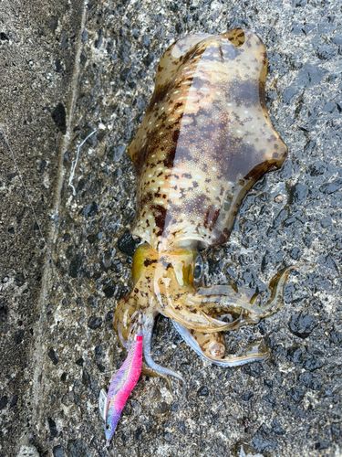 アオリイカの釣果