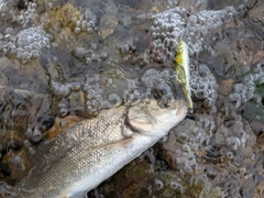 ウグイの釣果