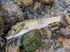 ウグイの釣果