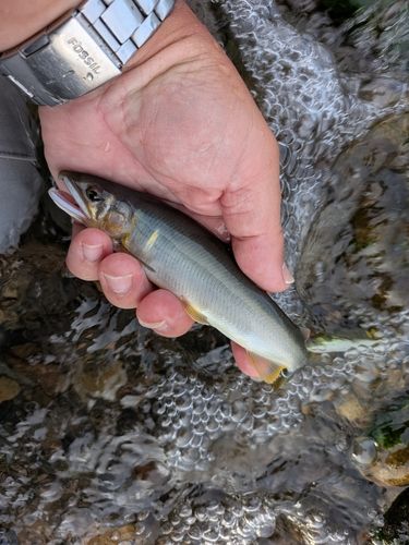 アユの釣果