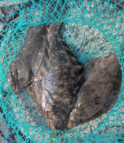 カワガレイの釣果