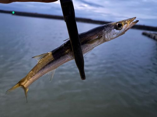 カマスの釣果