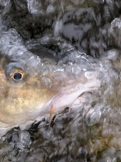 ニゴイの釣果