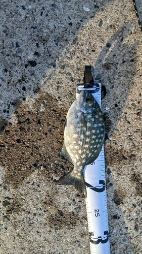 イスズミの釣果