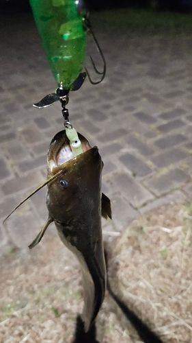 ナマズの釣果
