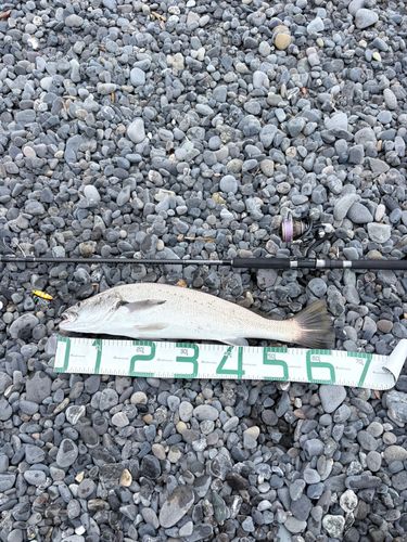 オオニベの釣果