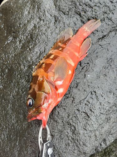 アカハタの釣果