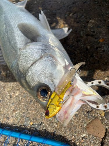 スズキの釣果