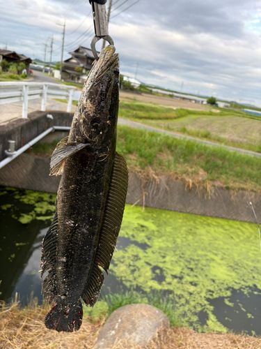 ライギョの釣果