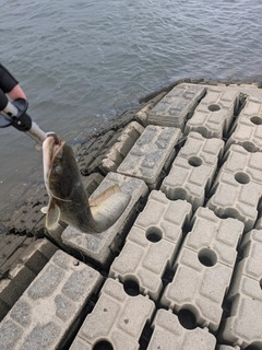 釣果
