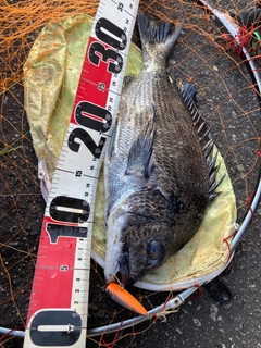 クロダイの釣果