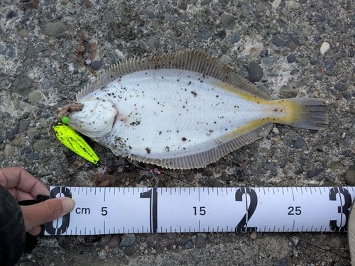 マガレイの釣果