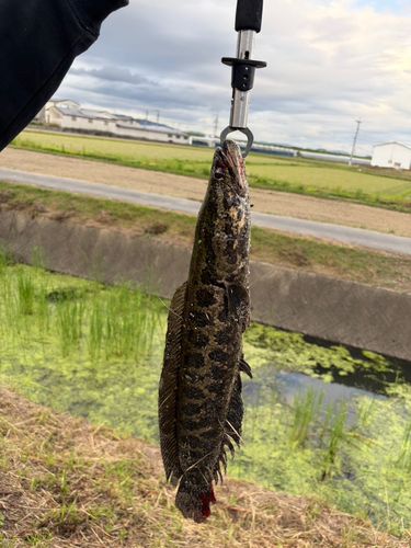 ライギョの釣果