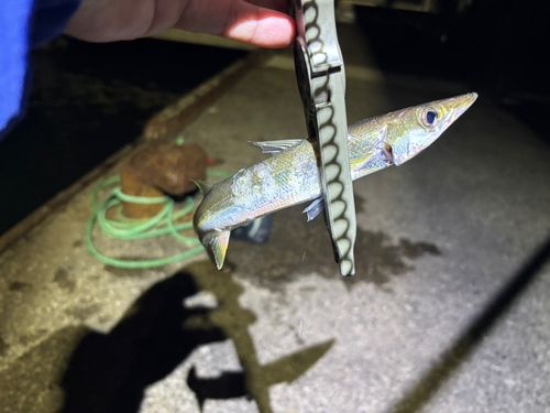 カマスの釣果