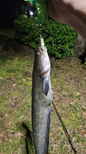 ナマズの釣果