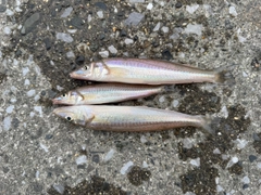 シロギスの釣果