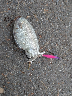 イカの釣果