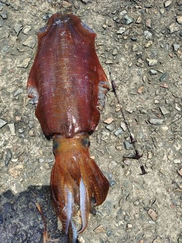 アオリイカの釣果