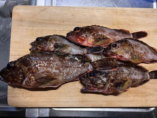 カサゴの釣果