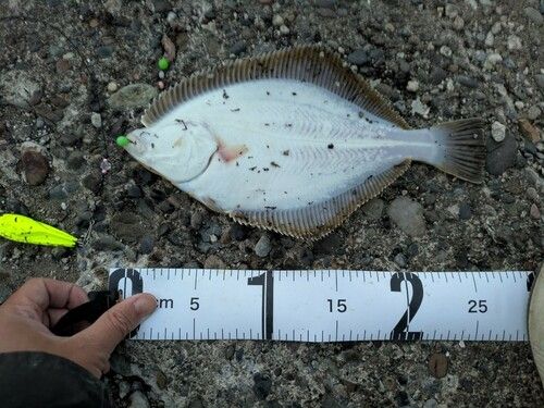イシガレイの釣果