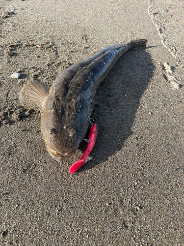 マゴチの釣果
