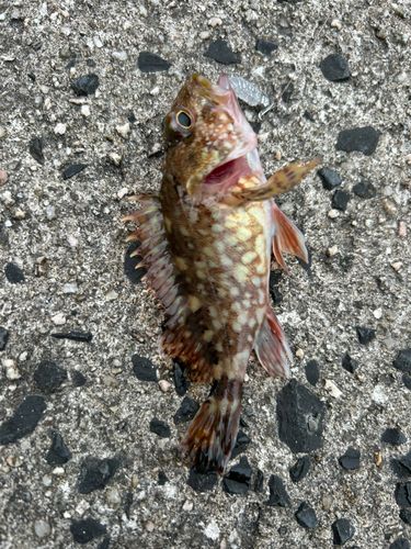 カサゴの釣果