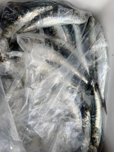 マイワシの釣果