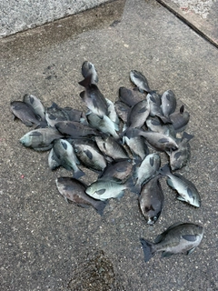 グレの釣果
