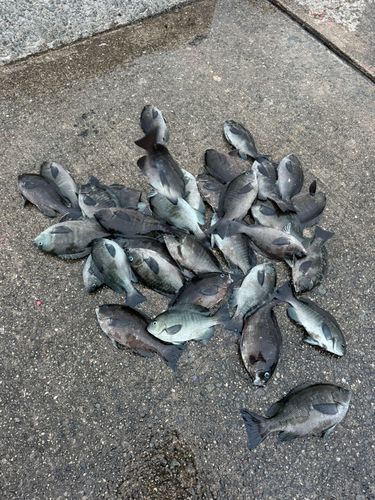 グレの釣果