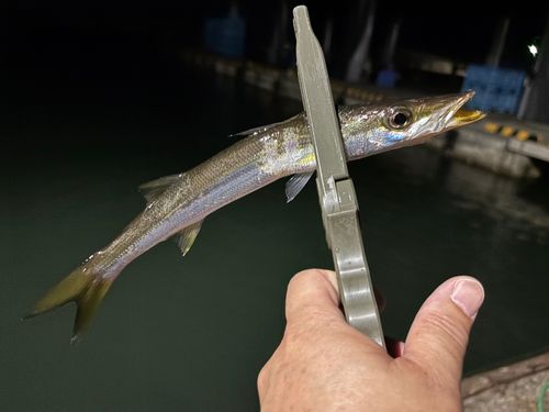 カマスの釣果