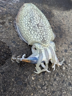コウイカの釣果