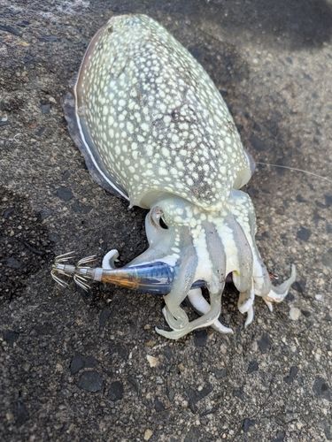 コウイカの釣果