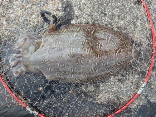 モンゴウイカの釣果