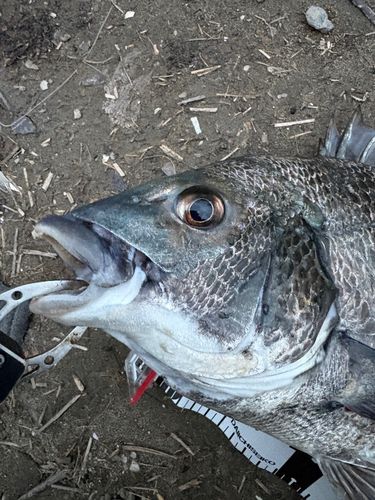 クロダイの釣果