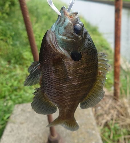 ブルーギルの釣果