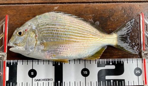 ヘダイの釣果