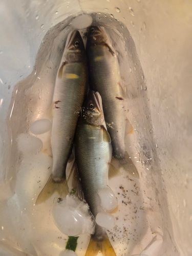 アユの釣果