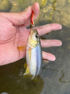 カワムツの釣果