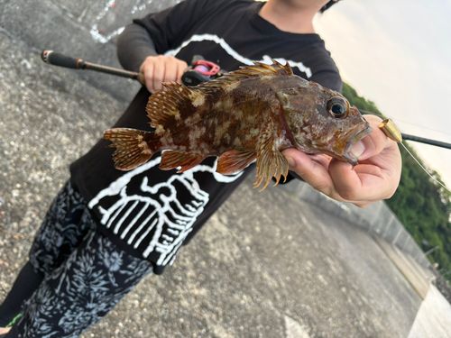 カサゴの釣果