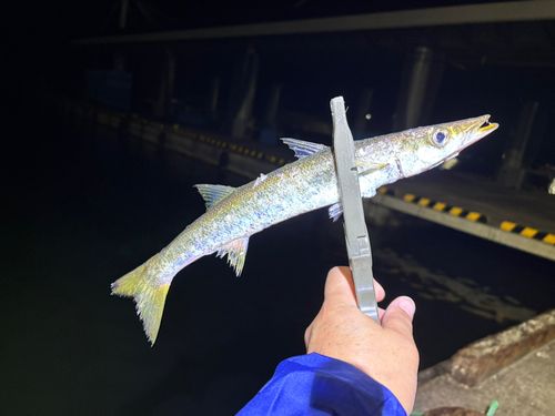 カマスの釣果