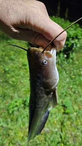 ナマズの釣果